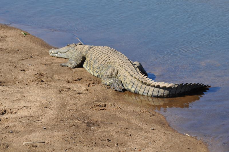Nilkrokodile gibt es auch in der Nähe des Nassersee